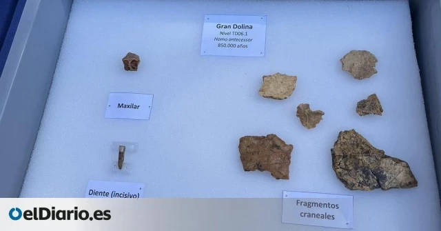 El Homo antecessor reaparece en Atapuerca con decenas de fósiles y un diente de una mujer joven