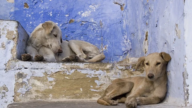 India prohíbe la tenencia y cría de 23 razas de perros extranjeras al considerarlas "peligrosas"