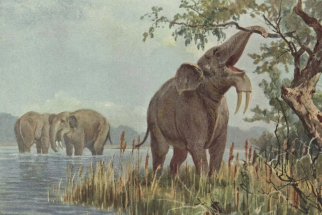 Los primeros humanos empezaron a eliminar especies parecidas a elefantes hace 1,8 millones de años [ENG]