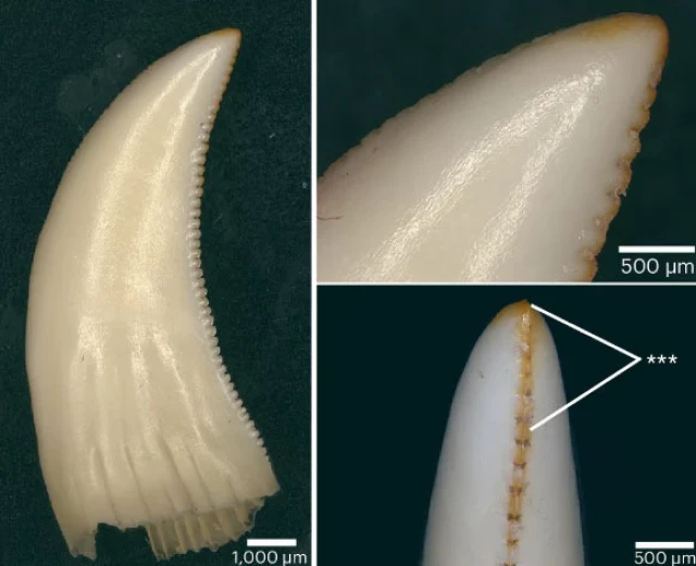 Un nuevo estudio revela que los dragones de Komodo tienen dientes recubiertos de hierro [Eng]