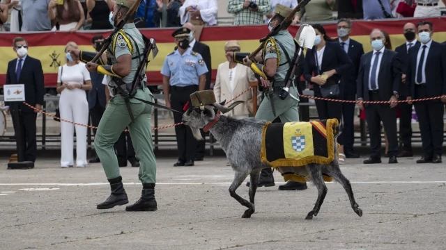 El Gobierno abre la puerta a prohibir que la cabra de la Legión desfile: "Es anacrónico"