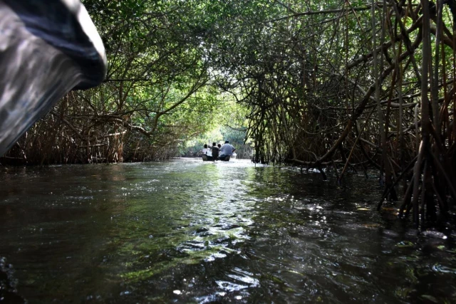 Proteger los manglares: una necesidad frente al cambio climático