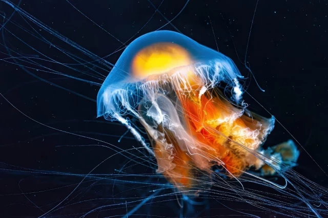 Espectaculares fotografías submarinas ganadoras de los "35 Photography"