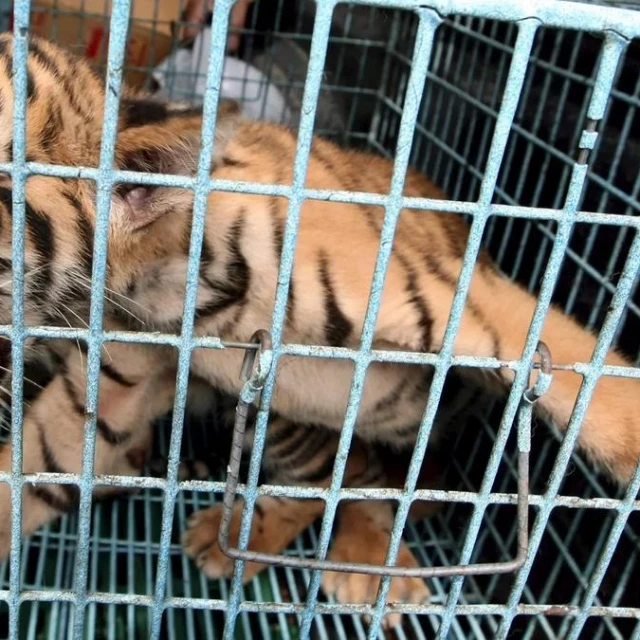 Día internacional del tigre: la población aumenta un 74% en 13 años, pero la especie sigue en peligro