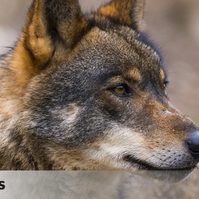 La Justicia de la UE veta la ley de Castilla y León que autoriza cazar lobos: “Su estado de conservación es desfavorable”