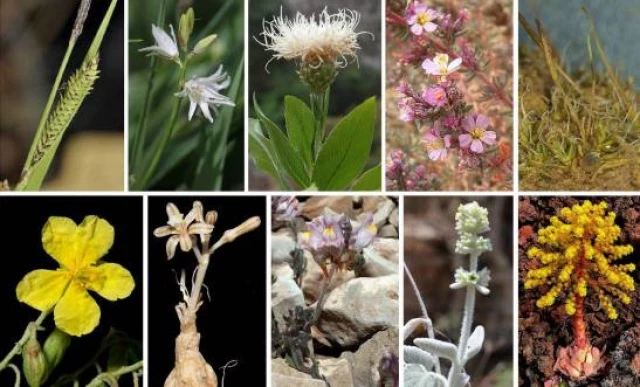 Nuevas plantas descubiertas por botánicos españoles
