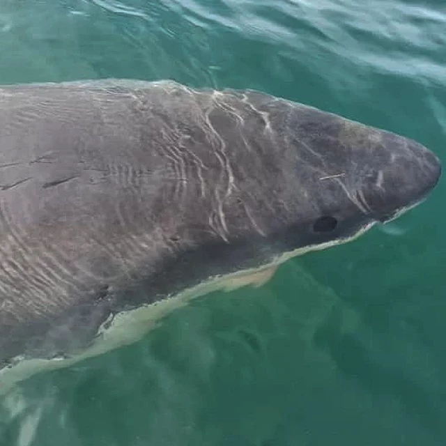 Científicos en busca de tiburones blancos en aguas de Galicia parten de Vigo