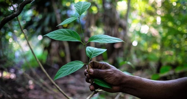Los chamanes temen la extinción de la ayahuasca en la Amazonía peruana