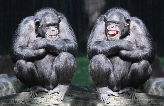 Los chimpancés tienen la capacidad de hablar como los humanos, según un experimento