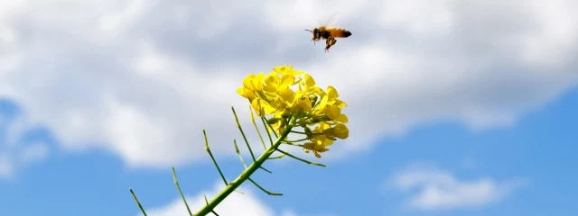 La contaminación atmosférica dificulta que las abejas huelan las flores (ENG)