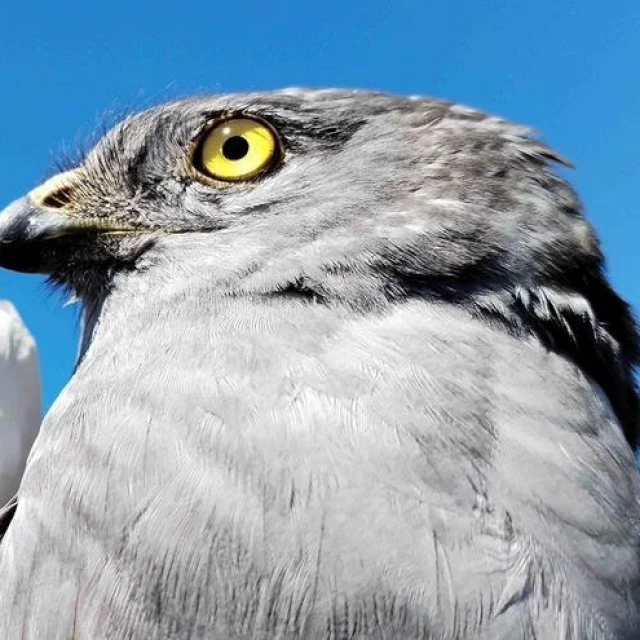 Conjura ibérica para salvar al aguilucho cenizo, en peligro de extinción