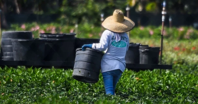 EE.UU.: ola de calor exacerba escasez de mano de obra agrícola extranjera en Florida