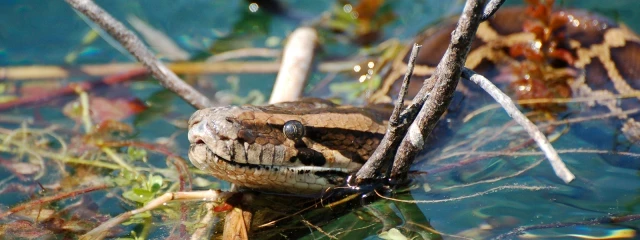 Las especies invasoras están transformando a los Everglades