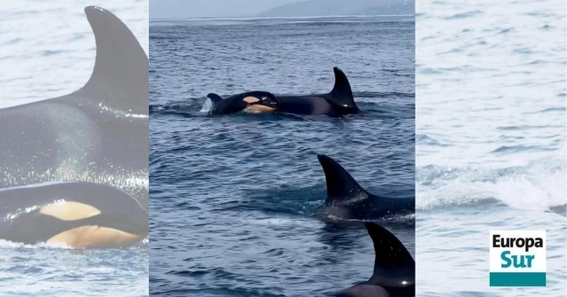 Los incidentes con orcas disparan las ventas de petardos acuáticos aunque está prohibido lanzarlos contra ellas