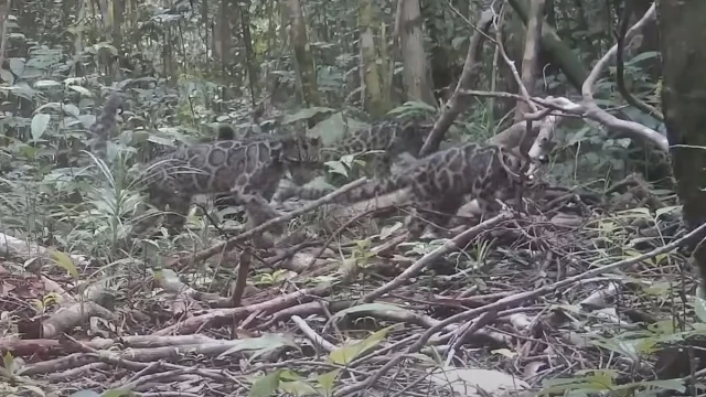 Capturan en vídeo a uno de los felinos más amenazados del mundo: una pantera nebulosa con sus dos crias