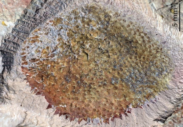 Un fósil revela que los moluscos evolucionaron a partir de babosas recubiertas de una armadura de espinas