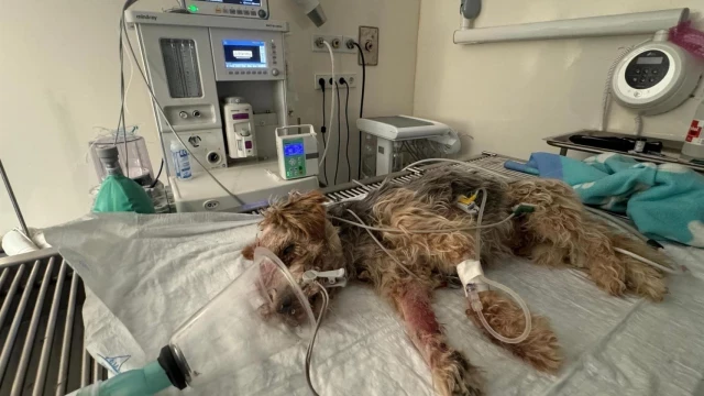 Indignación en las redes sociales por el 'caso Tobi', un perro brutalmente asesinado en Albacete