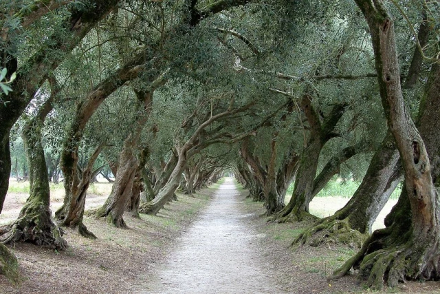 Galicia fue una destacada tierra de olivares hace siglos. Por qué eso cambió aún es motivo de debate entre los expertos
