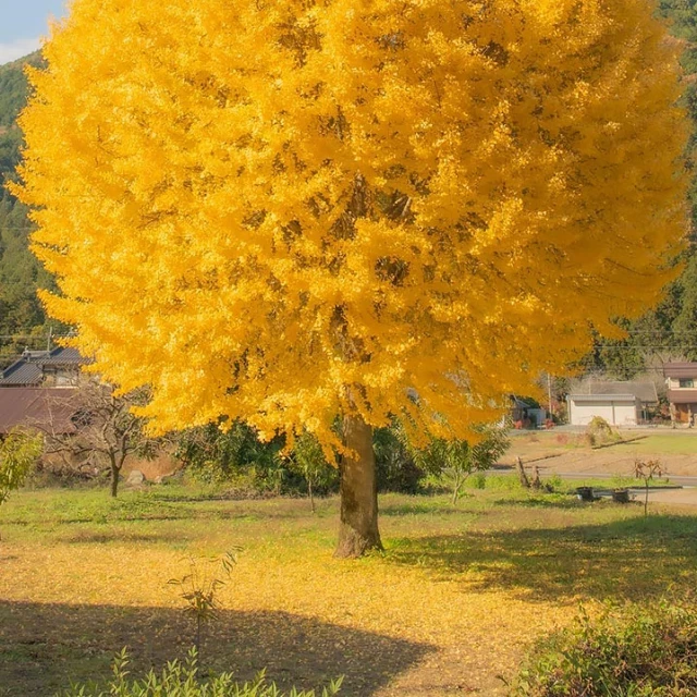 Un sorprendente árbol gingko, fotografía de Y. Takase