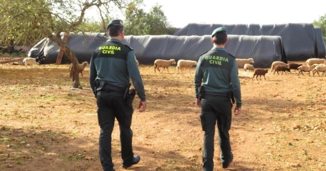 Juzgan a un matrimonio por maltrato animal tras hallar 27 vacas muertas en Ciutadella