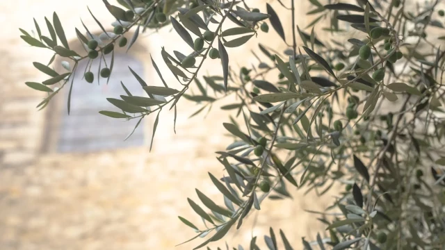 Cinco árboles para plantar que necesitan poca agua y sobrevivirán a la sequía