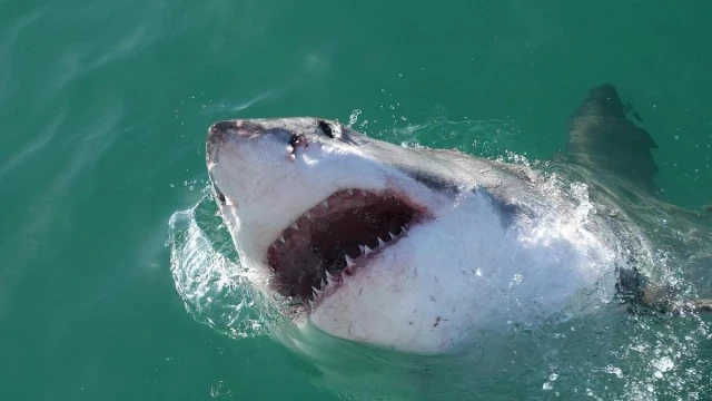Los grandes tiburones predadores, fundamentales para la salud de los océanos, en peligro