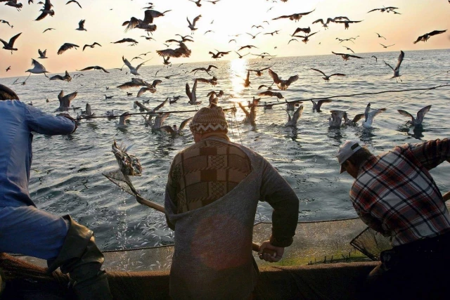 Estadística alarmante: la pesca de arrastre mata a más de 44.000 aves marinas cada año