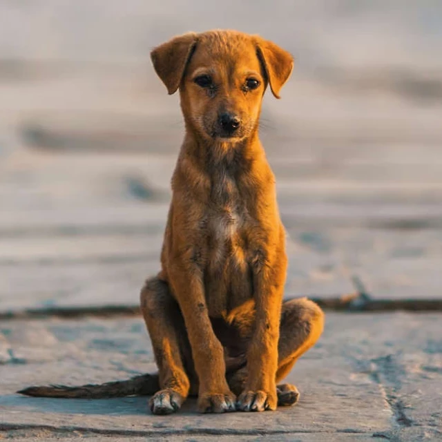 Turquía aprueba una polémica ley que condena a muerte a millones de perros callejeros