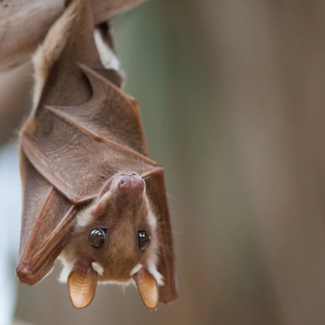 Hallan en Cataluña una nueva especie de murciélago en peligro de extinción