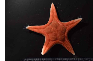 Descubren en Japón una nueva especie de estrella de mar