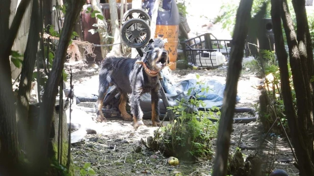 Un perro sobrevive atado y abandonado en una casa hace un mes gracias a la ayuda de vecinos