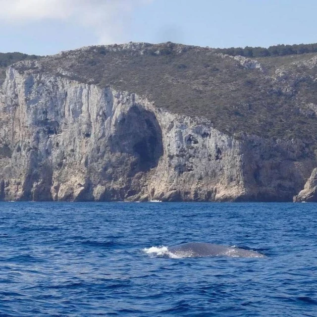 Avistan un grupo de tres ballenas cerca de las playas del sur de Valencia