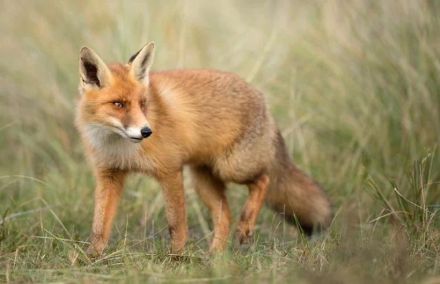 Enfermedad de Lyme: zorros al rescate