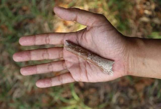 Un diminuto húmero fosilizado da nuevas pistas sobre el origen del ‘hobbit’ de la isla de Flores
