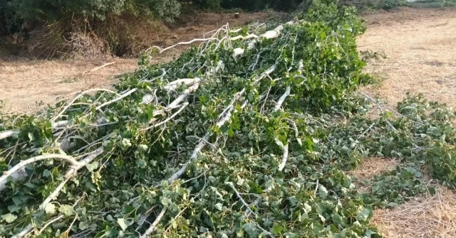 Verdemar denuncia que se están talando árboles de 10 metros junto al río Guadiaro para sembrar aguacates