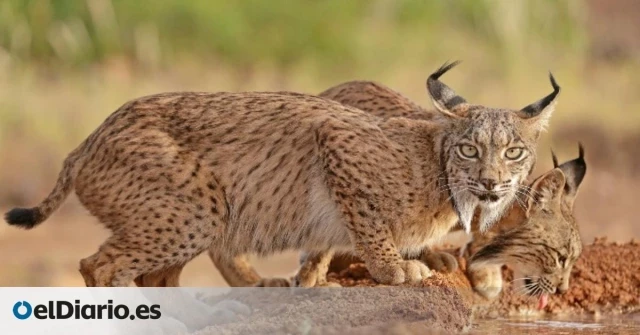 Castilla y León ultima un plan para reintroducir el lince ibérico tras de 40 años de extinción en la comunidad