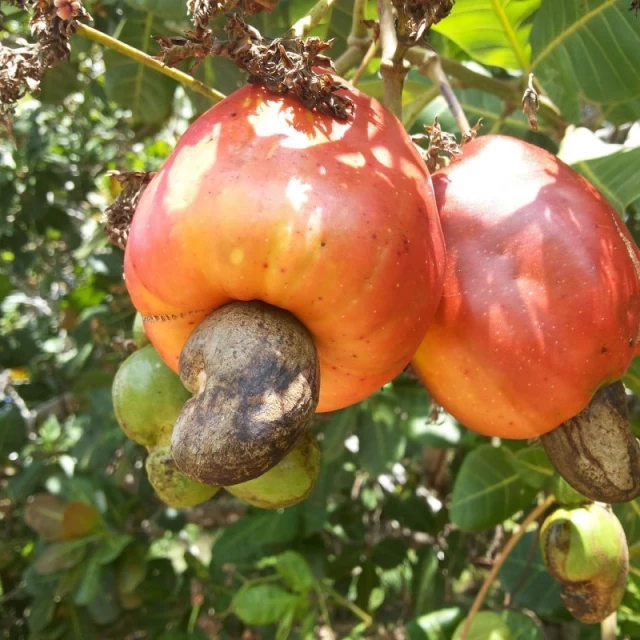 ¿Sabías que el anacardo no es un fruto seco?