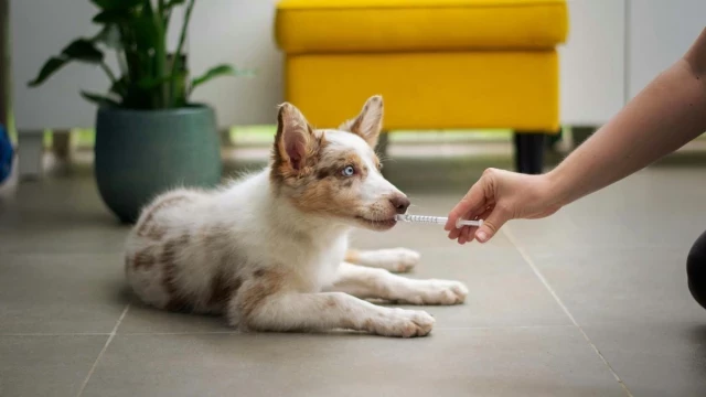 Revisión anual obligatoria para mascotas: cómo funciona, cuál es el precio y de cuánto es la multa si no se respeta esta norma