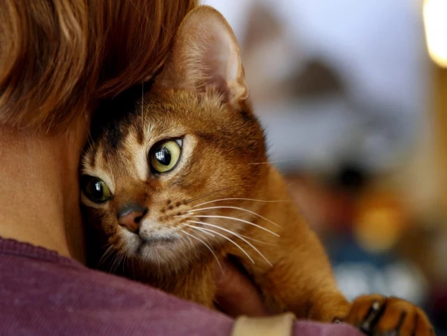 Día Internacional del Gato: oportunidad para crear conciencia sobre su cuidado y tenencia responsable -