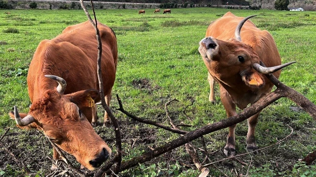 Cadenas de vacas con gomas o cuadras insonorizadas: las «surrealistas» exigencias a los ganaderos para no molestar a los nuevos residentes