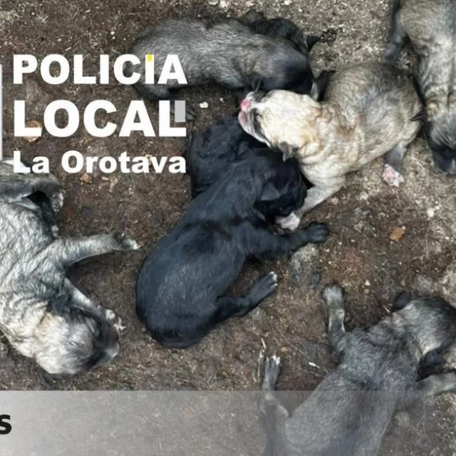 La Policía Local de La Orotava rescata de una finca a una perra y sus nueve cachorros "en muy malas condiciones"