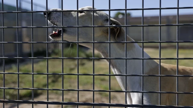 Los cazadores exigen "rigor" y tachan de "inaceptable" la estadística de abandono que prepara el Gobierno