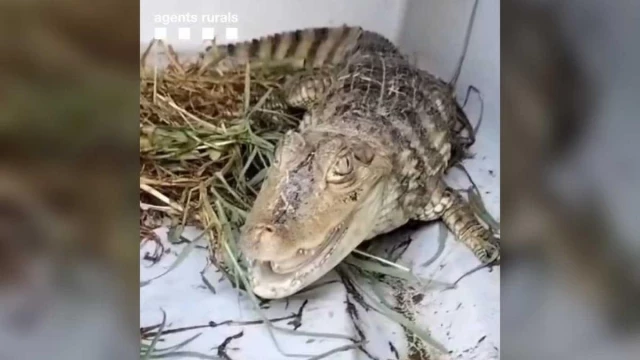 Capturan un cocodrilo en el río Besós (CAT)