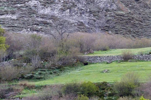 El Principado esconde el grave problema del furtivismo con el oso