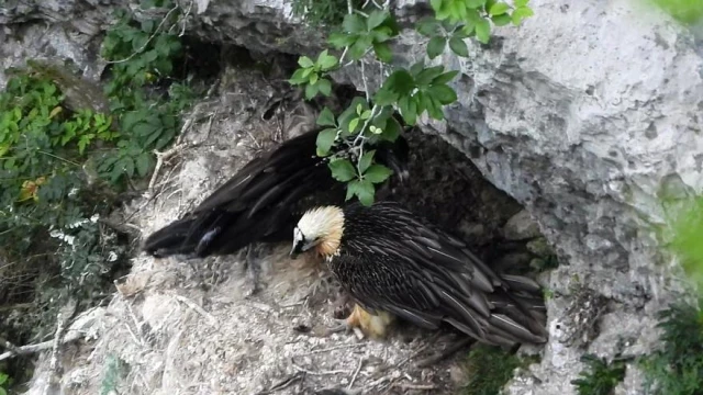 Un pollo de buitre quebrantahuesos vuela por primera vez en la sierra de Aralar