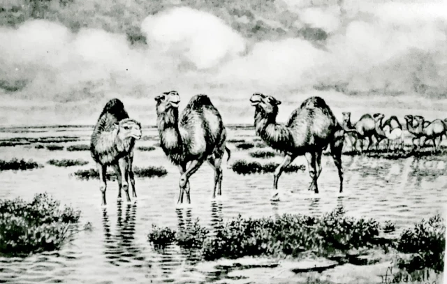 Los camellos salvajes de Doñana