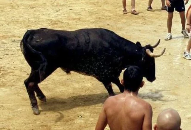 Mueren dos toros por golpe de calor en unos festejos en Valencia