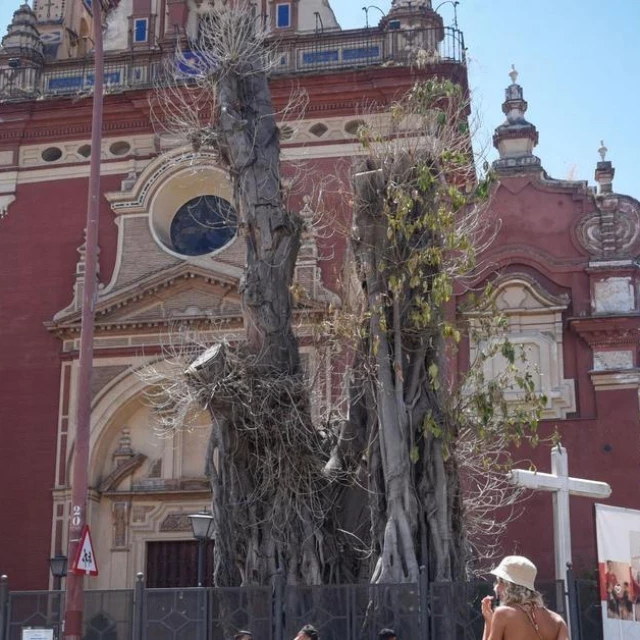 La agonía del ficus de San Jacinto (Sevilla)