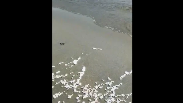 Descubren 'pellets' en una de las playas de San Pedro del Pinatar