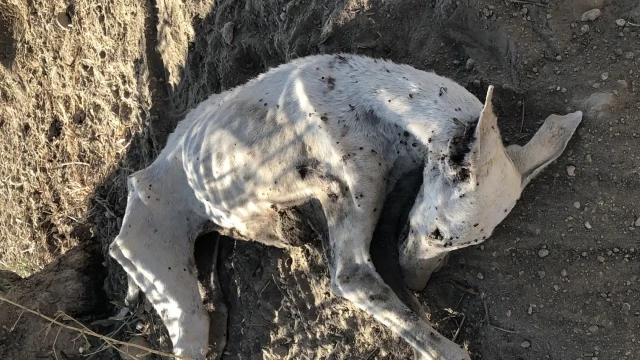 Rescatan a seis galgos de una "finca de los horrores" en la que otro ya había muerto de inanición